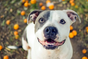 Mennyi az amerikai staffordshire terrier?
